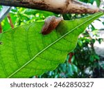 A leech crawls on a leaf 