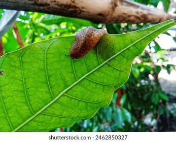 A leech crawls on a leaf 