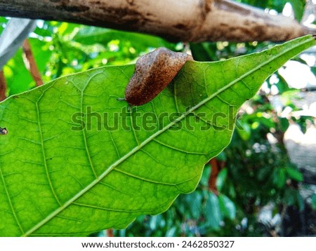 A leech crawls on a leaf 