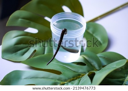 A leech crawls out of a jar on green leaves. Hirudotherapy 