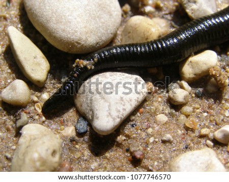 A leech on sand