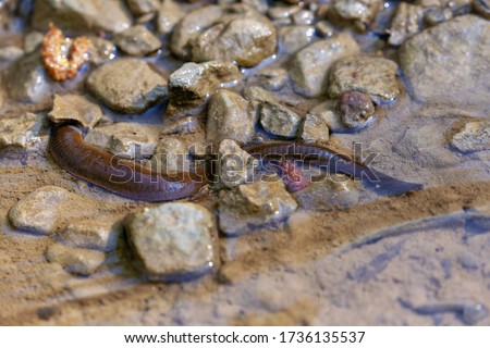 The leech in a shallow water of a stream 