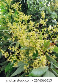 Leechee, Lychee flower, Litchi chinensis, Sapindaceae [soapberry family] flowers in garden