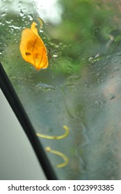 A leef on the window