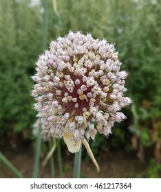 Leek; Allium, Porrum