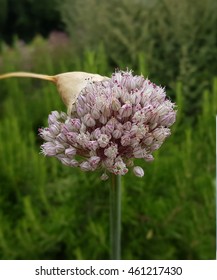 Leek; Allium, Porrum