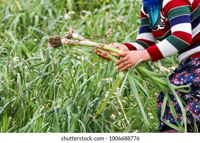 The Leek Field