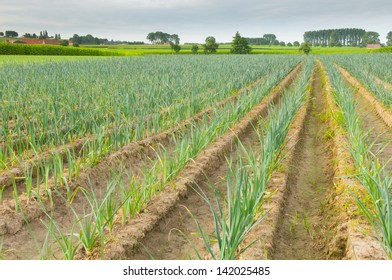 Leek Field