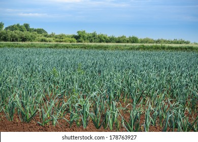 Leek Field