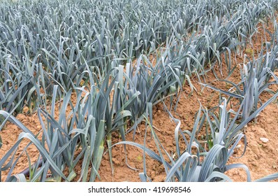 Leek Field