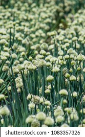 Leek Field In Flower