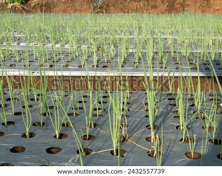 Leek Field with Mulch Cover