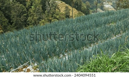 Leek field plantation in highland area, green and fresh, already mature ready to harvest