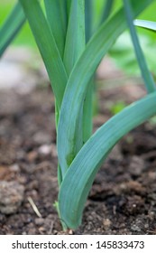 Leek Growing