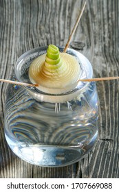 A Leek Growing In A Cup Of Water