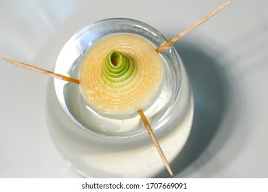 A Leek Growing In A Cup Of Water