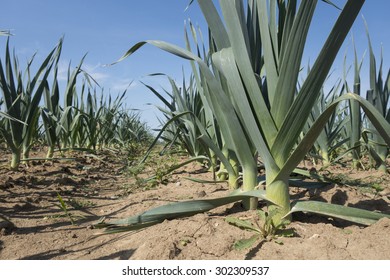 Leek On A Field