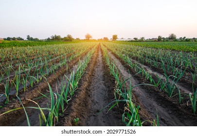 Leek Onions Farm Field. Fresh Green Vegetation After Watering. Agroindustry. Farming, Agriculture Landscape. Growing Vegetables. Agronomy. Agriculture And Agribusiness. Agricultural Subsidies