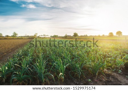 Leek plantations in the bright sunny day. Growing organic vegetables. Eco-friendly products. Agriculture and farming. Agribusiness. Plantation cultivation. Selective focus