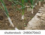 leek plants blanched with toilet paper tubes