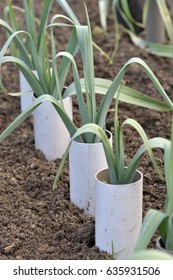 Leeks, allium ampeloprasum growing in plastic pipes to blanch and extend the stems in a vegetable garden, variety Musselburgh. - Shutterstock ID 635931506