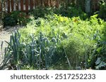 Leeks and other vegetables in the vegetable garden of a farmhouse. Allgäu, Bavaria.