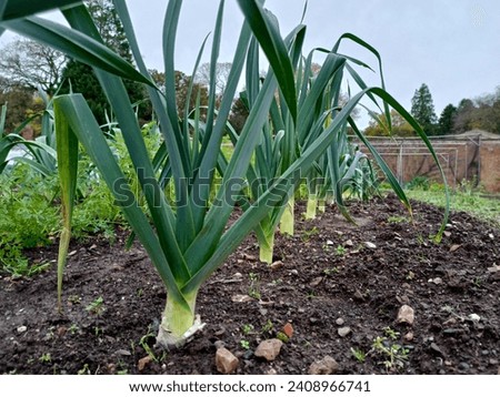 Leeks in vegetable patch as viewed from the ground