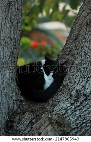leeping Cat in a Tree fork behing flowers and green 