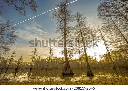 LeFleurs Bluff State Park in Jackson Mississippi. Cypress Sunrise In The Swamp.