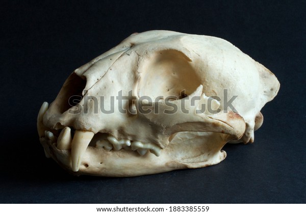 The left aspect of\
the skull of a young adult female leopard that had been killed by\
lions. It shows the large canine teeth,the slicing carnassial teeth\
and the eye socket