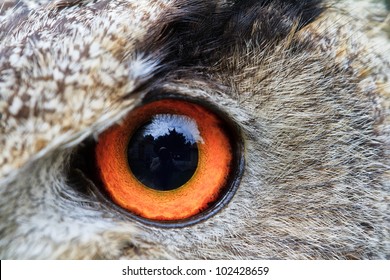 Left Eye Of Eagle Owl Very Close Up With Small Depth Of Field