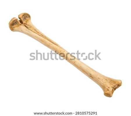 Left Fibula Left Fibula Presented Vertically W Isolated On White Background
