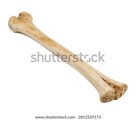 Left Fibula Left Fibula Presented Vertically W Isolated On White Background