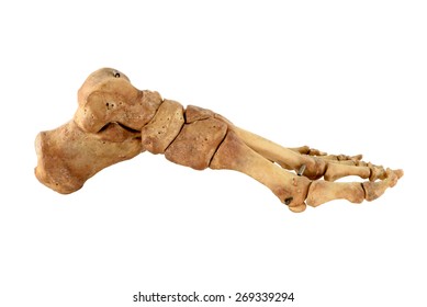 Left Foot Bone