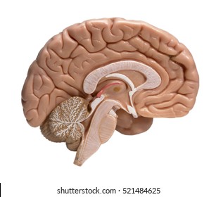 Human Brain Cut Images Stock Photos Vectors Shutterstock