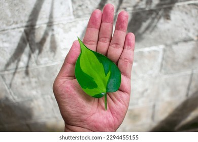 a left hand hold a heart-shaped green leaves - Powered by Shutterstock