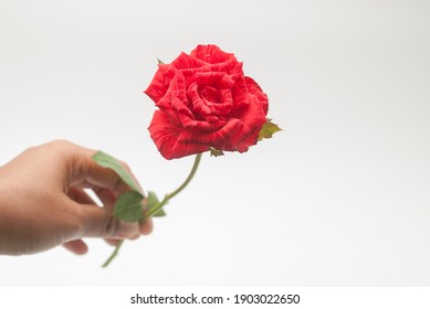 50,175 Giving roses Images, Stock Photos & Vectors | Shutterstock