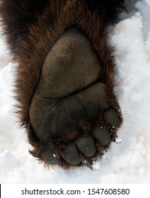 Bear Paw Images, Photos & Vectors |