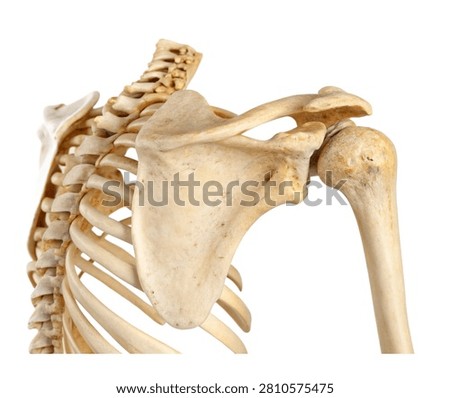Left Scapula Left Scapula Shown In Three Quart Isolated On White Background