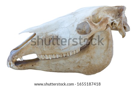 Left side of the skull horse (Equus caballus) with lower and upper jaw. Isolated on white