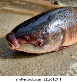 Left Side Top Side Close Up Fish Mouth Open