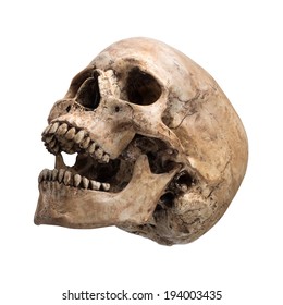 Left Side View Of Human Skull Open Mouth On Isolated White Background