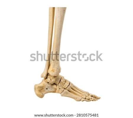 Left Tibia Left Tibia Shown In Three Quarter P Isolated On White Background