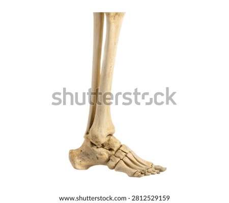 Left Tibia Left Tibia Shown In Three Quarter P Isolated On White Background