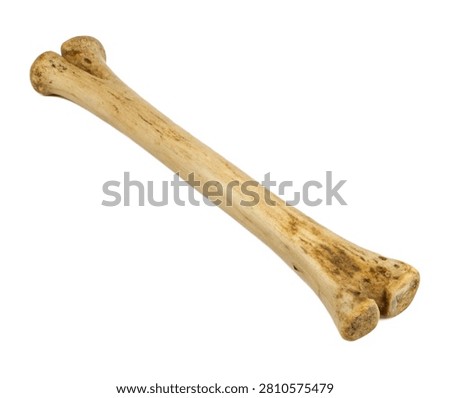 Left Ulna Left Ulna Shown In Front Perspective Isolated On White Background
