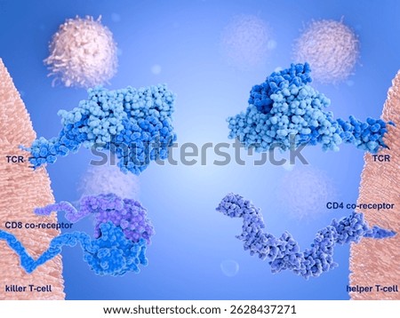 Left:Killer T-cell with the T-cell receptor and the CD8 Co-receptor on its surfaceRight: Helper T-cell with a T-cell receptor and a CD4 co-receptor.
