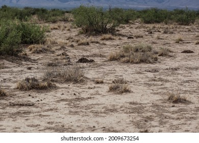 Overgrazing Images, Stock Photos & Vectors | Shutterstock