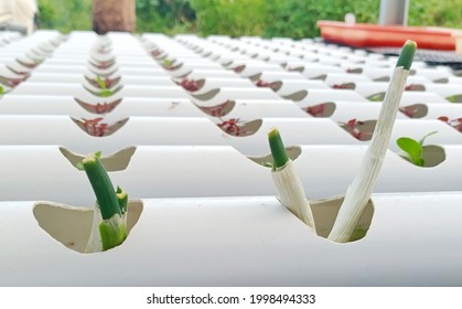 Leftover Scallions Regrow In Hydroponics