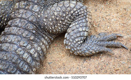 Crocodile Feet Images, Stock Photos & Vectors | Shutterstock