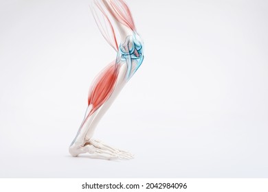 Leg Bone And Muscles Pain, Human Anatomy	
